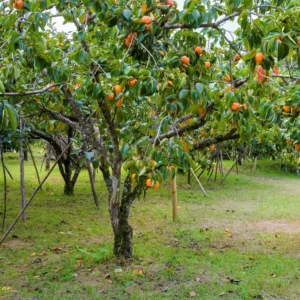 American Persimmon Live Tree - Heirloom Fruit Tree, Quart Pot, 6-12 inches, Outdoor - Image 5