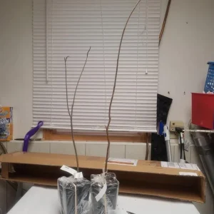 American Persimmon Live Tree - Heirloom Fruit Tree, Quart Pot, 6-12 inches, Outdoor - Image 7