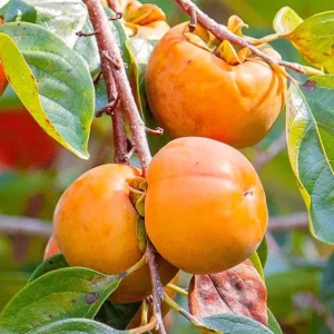 American Persimmon Live Tree - Heirloom Fruit Tree, Quart Pot, 6-12 inches, Outdoor - Image 8