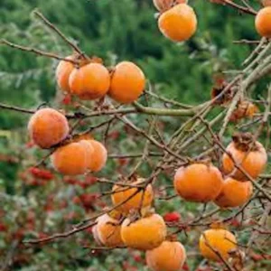 American Persimmon Tree 12-24in Tall Diospyros virginiana Bare Root for Zones 4-9 - Image 3