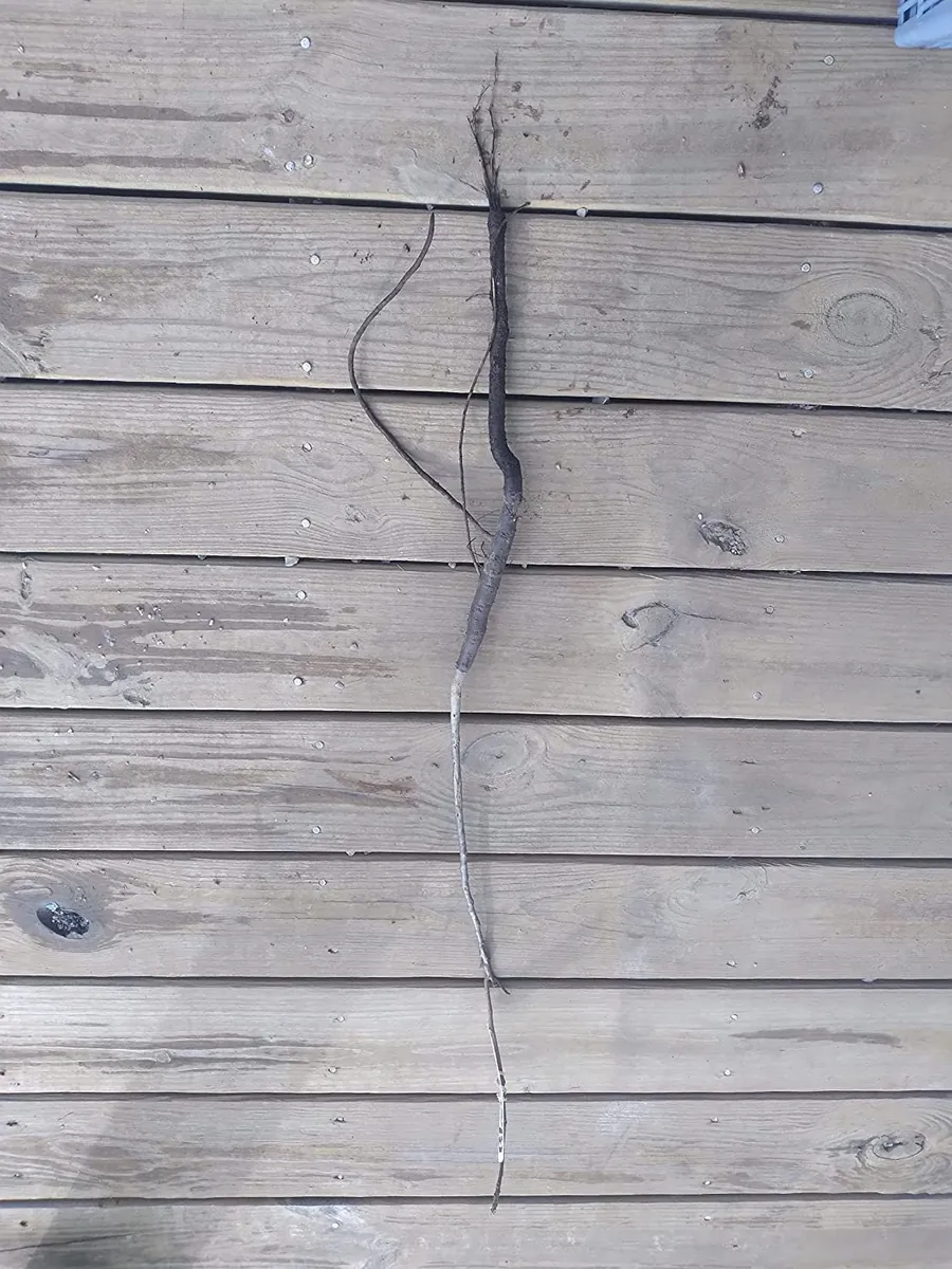 American Persimmon Tree Bareroot Live Plant 18-30 inches Tall, Outdoor - Image 2