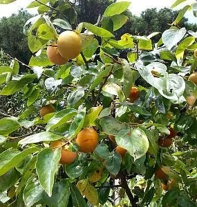 American Persimmon Tree Bareroot Live Plant 18-30 inches Tall, Outdoor - Image 1