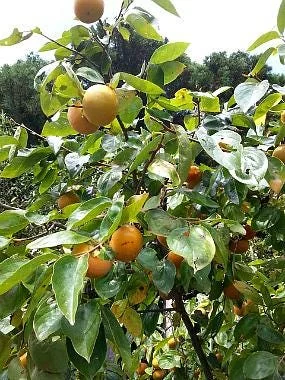 American Persimmon Tree Bareroot Live Plant 18-30 inches Tall, Outdoor - Image 1