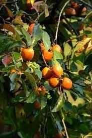 American Persimmon Tree - Diospyros Virginiana Live Bare-Root Plant 6-12 inches - Image 2