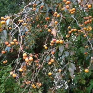 American Persimmon Tree - Diospyros Virginiana Live Bare-Root Plant 6-12 inches - Image 3