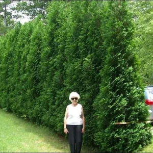 American Pillar Arborvitae Live Plant - Thuja occidentalis - 4" Pot - Fast Growing Evergreen Tree for Privacy Screens - Image 2