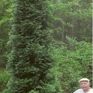 American Pillar Arborvitae Live Plant - Thuja occidentalis - 4