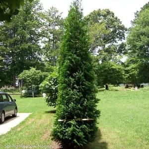 American Pillar Arborvitae Live Plant - Thuja occidentalis - 4" Pot - Fast Growing Evergreen Tree for Privacy Screens - Image 1