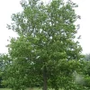 American Plane Tree (Sycamore) Bare Root Plant - 6-12 inch Tall - Outdoor Shade Tree - Image 1
