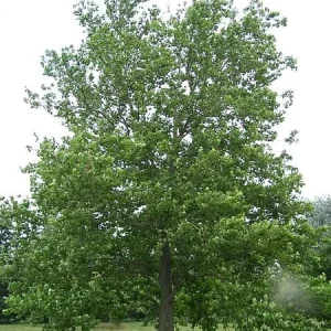 American Plane Tree (Sycamore) Bare Root Plant - 6-12 inch Tall - Outdoor Shade Tree - Image 1