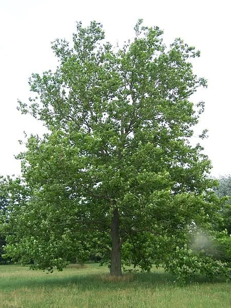American Plane Tree (Sycamore) Live Plant - 2 Bare Root Trees, 6-12 inches tall, Outdoor Shade Tree - Image 1