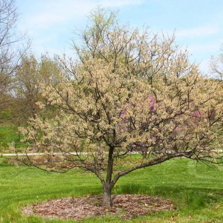 American Plum Tree Live Plant - Prunus americana - 12-24" Tall Starter - Image 2