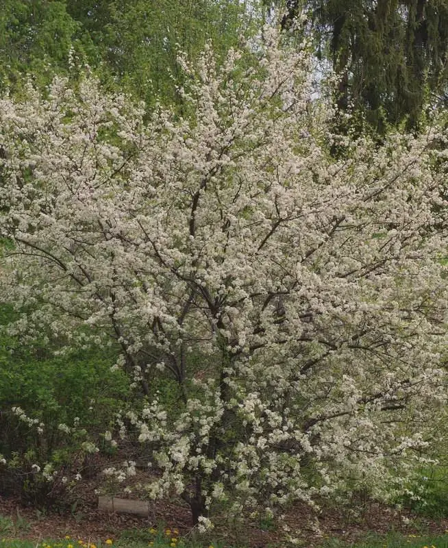 American Plum Tree Live Plant - Prunus americana - 12-24" Tall Starter - Image 8