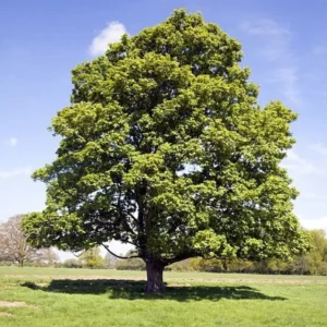 American Sycamore Live Plant – Platanus occidentalis – 1 Quart Pot – Fast Growing Shade Tree – Outdoor - Image 1