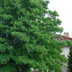 American Sycamore Live Plant – Quart Pot – Fast Growing Shade Tree – Platanus occidentalis – Outdoor - Image 10