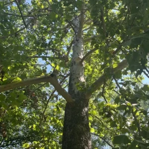 American Sycamore Live Plant – Quart Pot – Fast Growing Shade Tree – Platanus occidentalis – Outdoor - Image 3