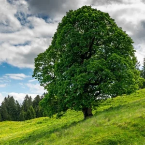 American Sycamore Live Plant – Quart Pot – Fast Growing Shade Tree – Platanus occidentalis – Outdoor - Image 1