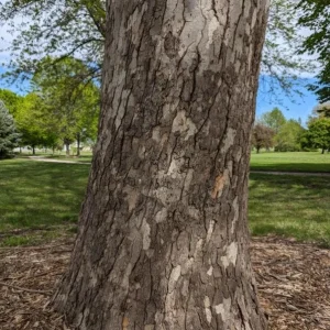 American Sycamore Live Plant – Quart Pot – Fast Growing Shade Tree – Platanus occidentalis – Outdoor - Image 4
