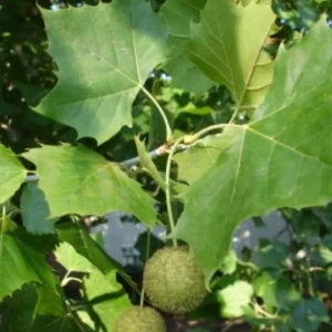 American Sycamore Live Plant – Quart Pot – Fast Growing Shade Tree – Platanus occidentalis – Outdoor - Image 5