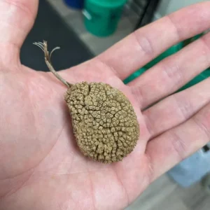 American Sycamore Live Plant – Quart Pot – Fast Growing Shade Tree – Platanus occidentalis – Outdoor - Image 6