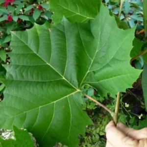 American Sycamore Live Plant – Quart Pot – Fast Growing Shade Tree – Platanus occidentalis – Outdoor - Image 8