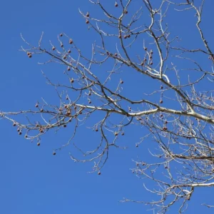 American Sycamore Live Plant – Quart Pot – Fast Growing Shade Tree – Platanus occidentalis – Outdoor - Image 9