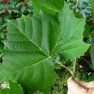 American Sycamore Live Tree – 10-12 inch Tall Deciduous Shade Tree - Image 1