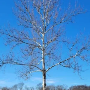 American Sycamore Live Tree – 10-12 inch Tall Deciduous Shade Tree - Image 7