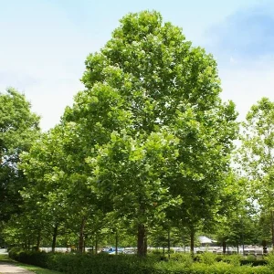 American Sycamore Tree Bare-root - Fast Growing Shade Tree - 3 ft - Image 3