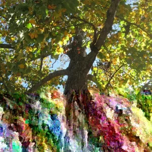 American Sycamore Tree Live Plant, Platanus occidentalis, 18+ Inches, Set of 2 - Image 1