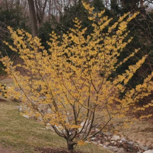 American Witch Hazel Live Plant – Fall Bloom Deciduous Shrub, 6-12 in Tall, 1 Qt Pot, Outdoor - Image 10