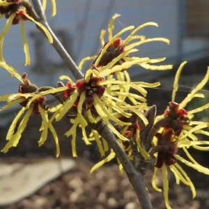 American Witch Hazel Live Plant – Fall Bloom Deciduous Shrub, 6-12 in Tall, 1 Qt Pot, Outdoor - Image 2