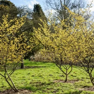 American Witch Hazel Live Plant – Fall Bloom Deciduous Shrub, 6-12 in Tall, 1 Qt Pot, Outdoor - Image 5