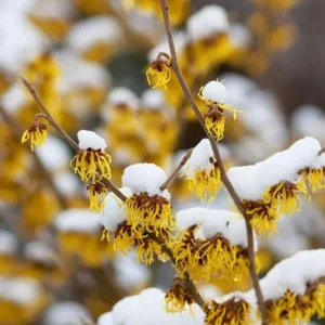 American Witch Hazel Live Plant – Fall Bloom Deciduous Shrub, 6-12 in Tall, 1 Qt Pot, Outdoor - Image 1
