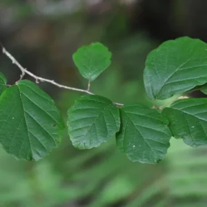 American Witch Hazel Live Plant – Fall Bloom Deciduous Shrub, 6-12 in Tall, 1 Qt Pot, Outdoor - Image 8