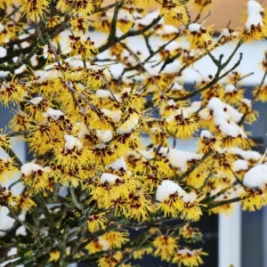 American Witch Hazel Live Plant – Fall Bloom Deciduous Shrub, 6-12 in Tall, 1 Qt Pot, Outdoor - Image 9