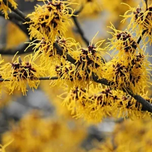 American Witch-Hazel Live Tree - Deciduous Shrub - 6-12" Tall - 1 Quart Pot - Image 2