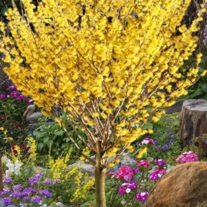 American Witch-Hazel Live Tree - Deciduous Shrub - 6-12