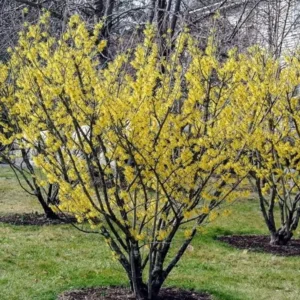 American Witch-Hazel Live Tree - Deciduous Shrub - 6-12