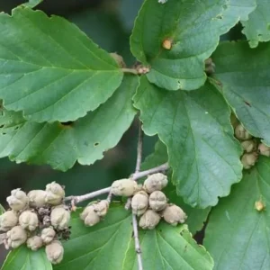 American Witch-Hazel Live Tree - Deciduous Shrub - 6-12