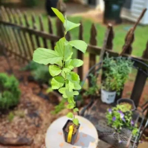 American Witch-Hazel Live Tree - Deciduous Shrub - 6-12