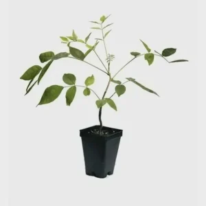 Amethyst Falls Wisteria Live Plant - 12-14in Starter Vine - Fragrant Lavender Blooms - Image 5