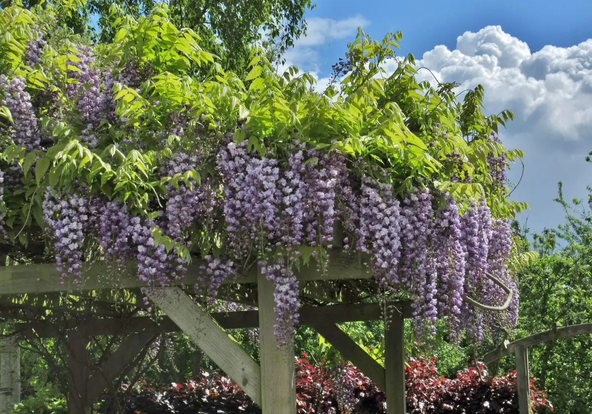 Amethyst Falls Wisteria Live Plant - Chinese Wisteria Vine, 3.5 inch Pot, 8-15 inches Tall, Outdoor - Image 4