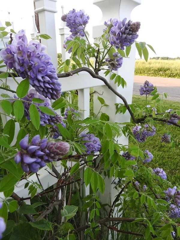 Amethyst Falls Wisteria Live Plant - Chinese Wisteria Vine, 3.5 inch Pot, 8-15 inches Tall, Outdoor - Image 1