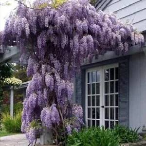 Amethyst Falls Wisteria Vine Live Plant – American Wisteria 4 Inch Pot – Outdoor Climbing Shrub - Image 3