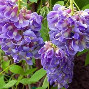 Amethyst Falls Wisteria Vine Live Plant – American Wisteria 4 Inch Pot – Outdoor Climbing Shrub - Image 1