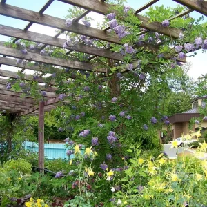Amethyst Falls Wisteria Vine Live Plant – American Wisteria 4 Inch Pot – Outdoor Climbing Shrub - Image 5