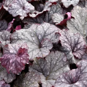 Amethyst Heuchera Coral Bells Live Plant - 3 inch Plug - Deer Resistant Perennial - Image 2