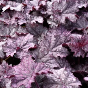 Amethyst Heuchera Coral Bells Live Plant - 3 inch Plug - Deer Resistant Perennial - Image 3