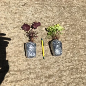 Amethyst Heuchera Coral Bells Live Plant - 3 inch Plug - Deer Resistant Perennial - Image 4